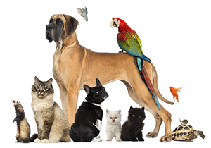 Group-of-pets-Dog-cat-bird