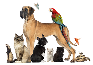 Group-of-pets-Dog-cat-bird