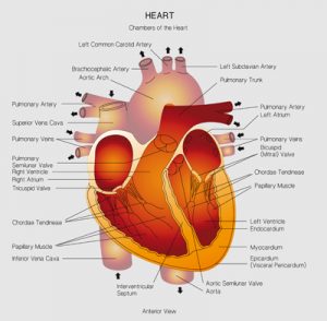 heart_diagram