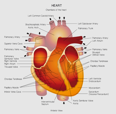 heart_diagram